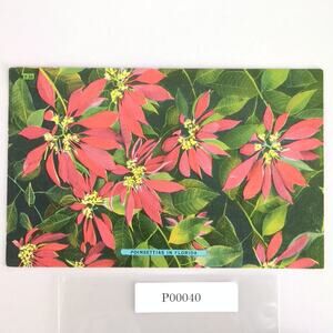 Vintage 1949 Linen Postcard Poinsettias in Florida Tropical Flowers Miami